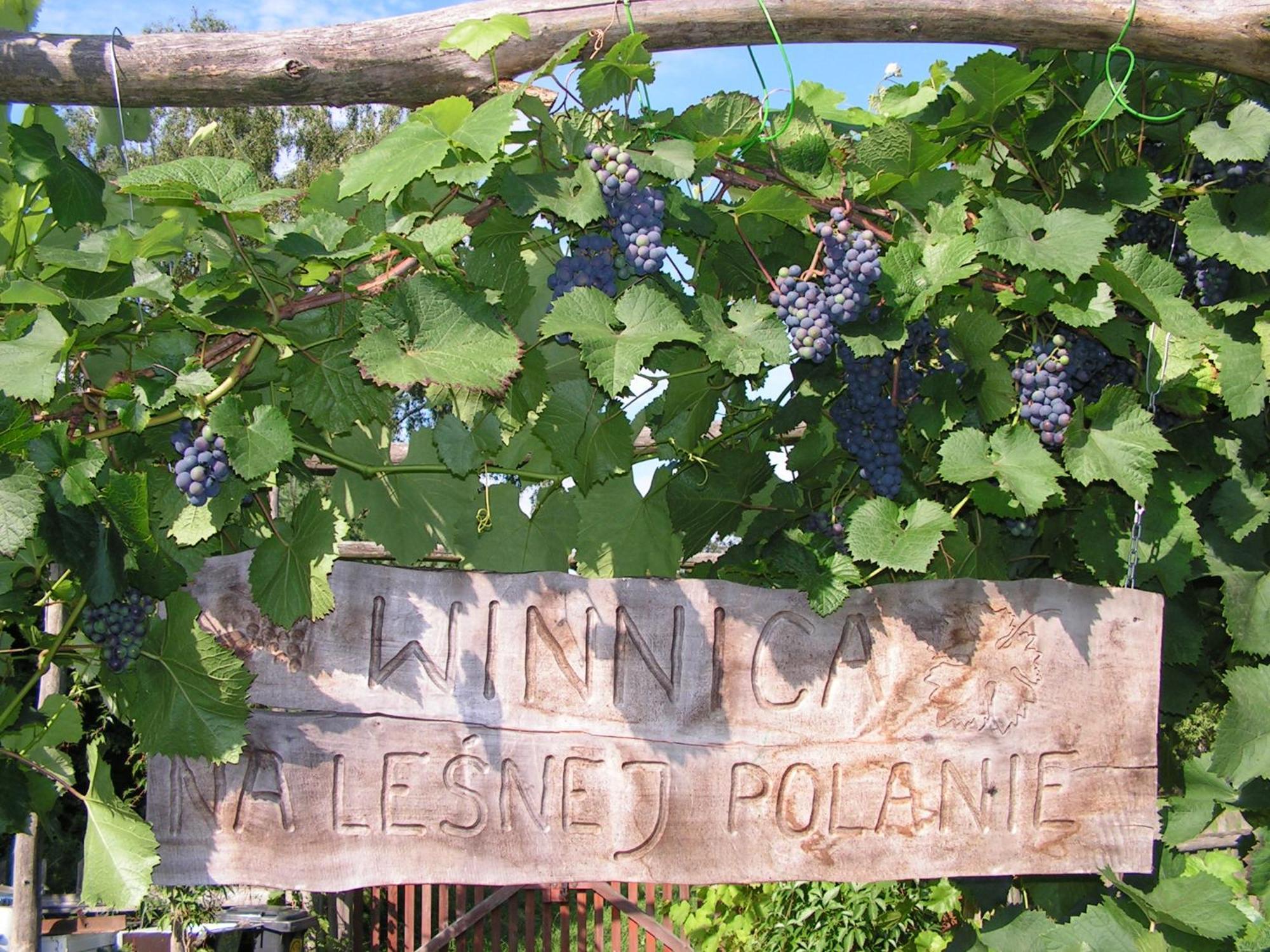 Winnica Na Lesnej Polanie Zabor Exteriér fotografie